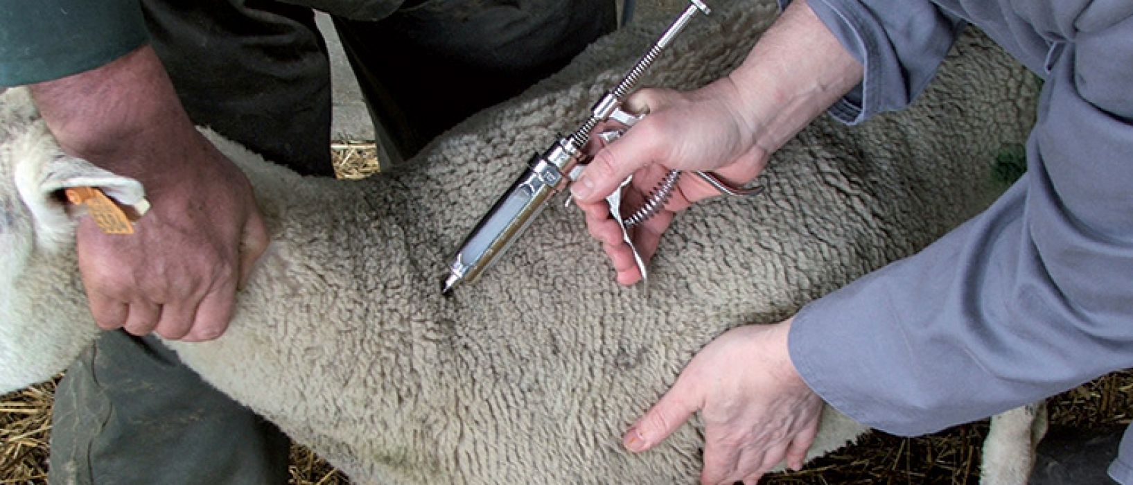 La CCVM s’engage pour la vaccination du cheptel contre la fièvre catarrhale