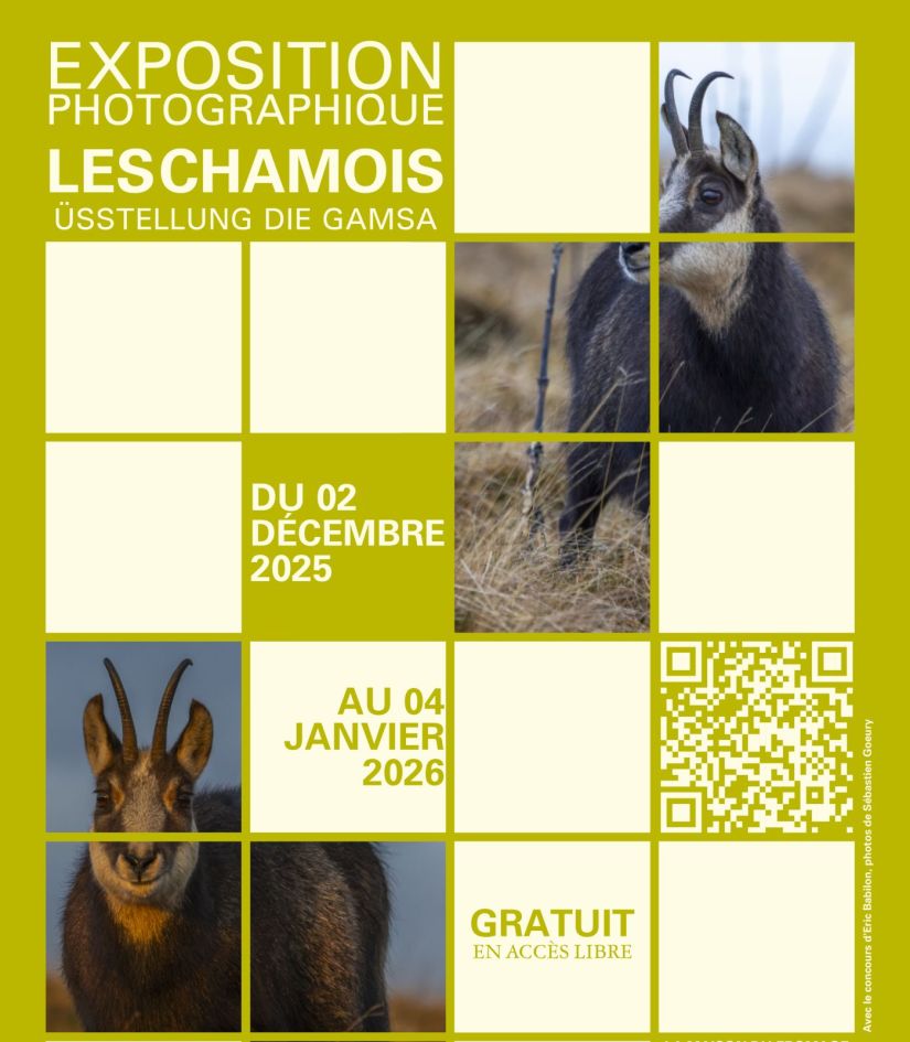 Exposition photographique : Les chamois